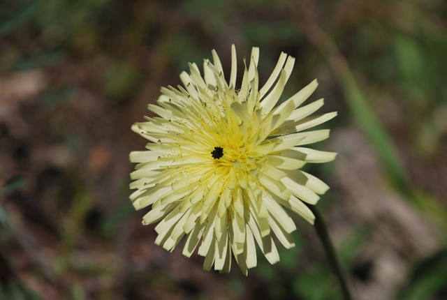 Urospermum dalechampii (L.) F.W. Schmidt